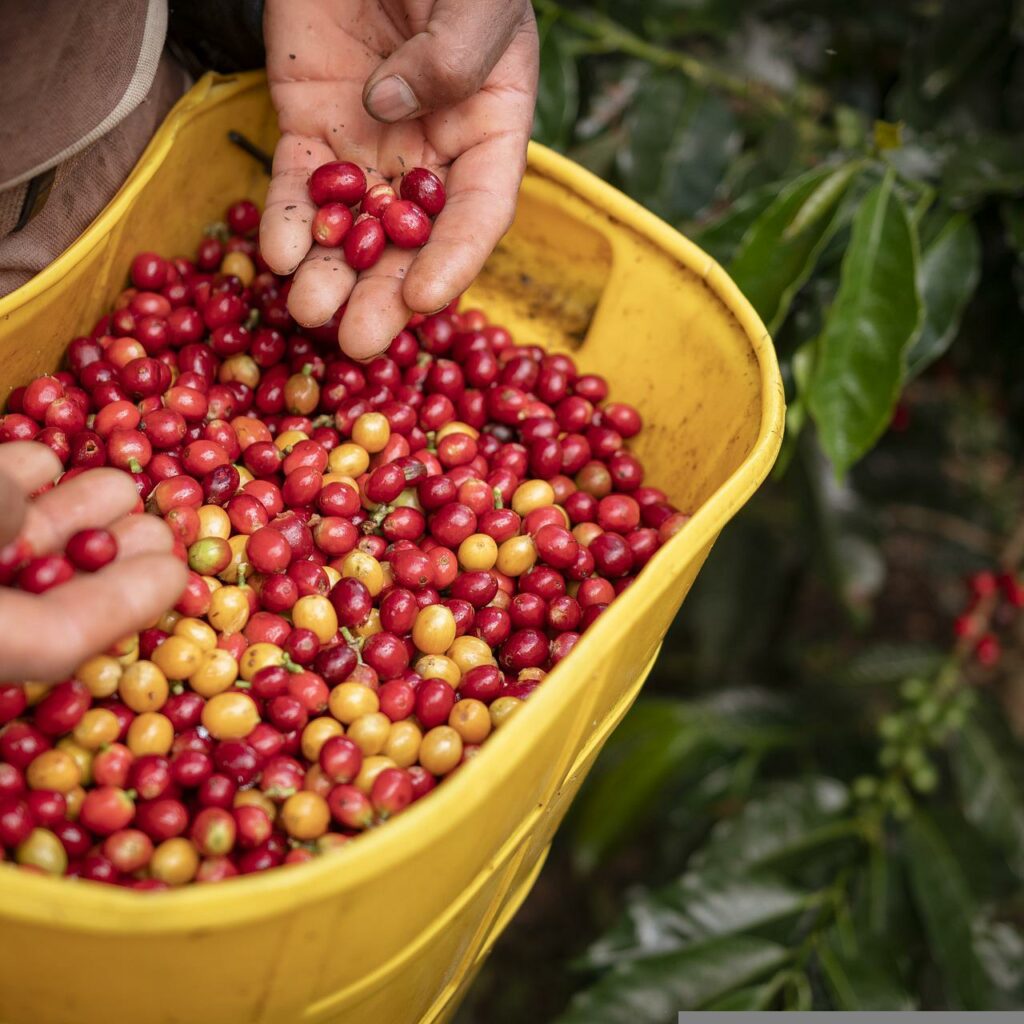 Imagen de un banco de imagenes representando la recolección de cafe.