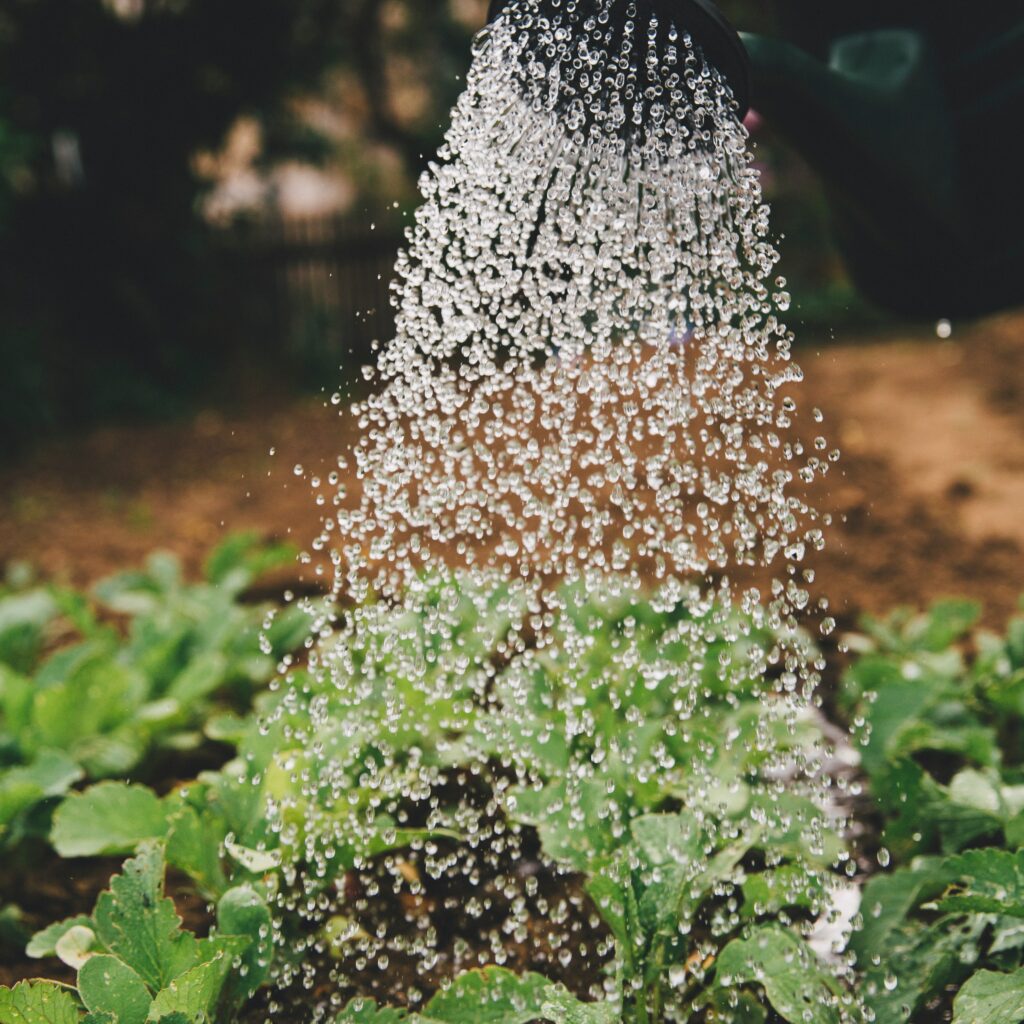 imagen de stock representando el riego de un cultivo para un artículo acerca de hacer negocios en Peru